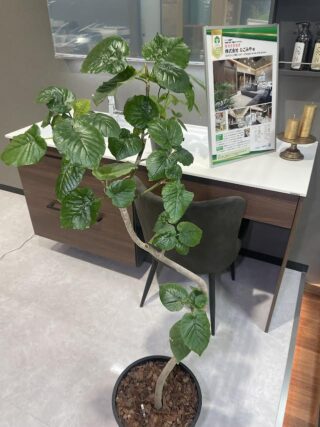 尾張旭市　中古リノベ、新築デザイン住宅、リフォーム